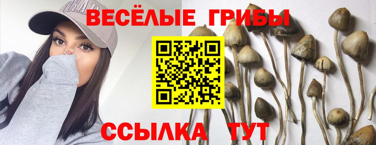 Галлюциногенные грибы Cubensis Ахтубинск